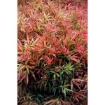 140mm Callistemon Great Balls Of Fire - Callistemon salignus ‘Great Balls of Fire’