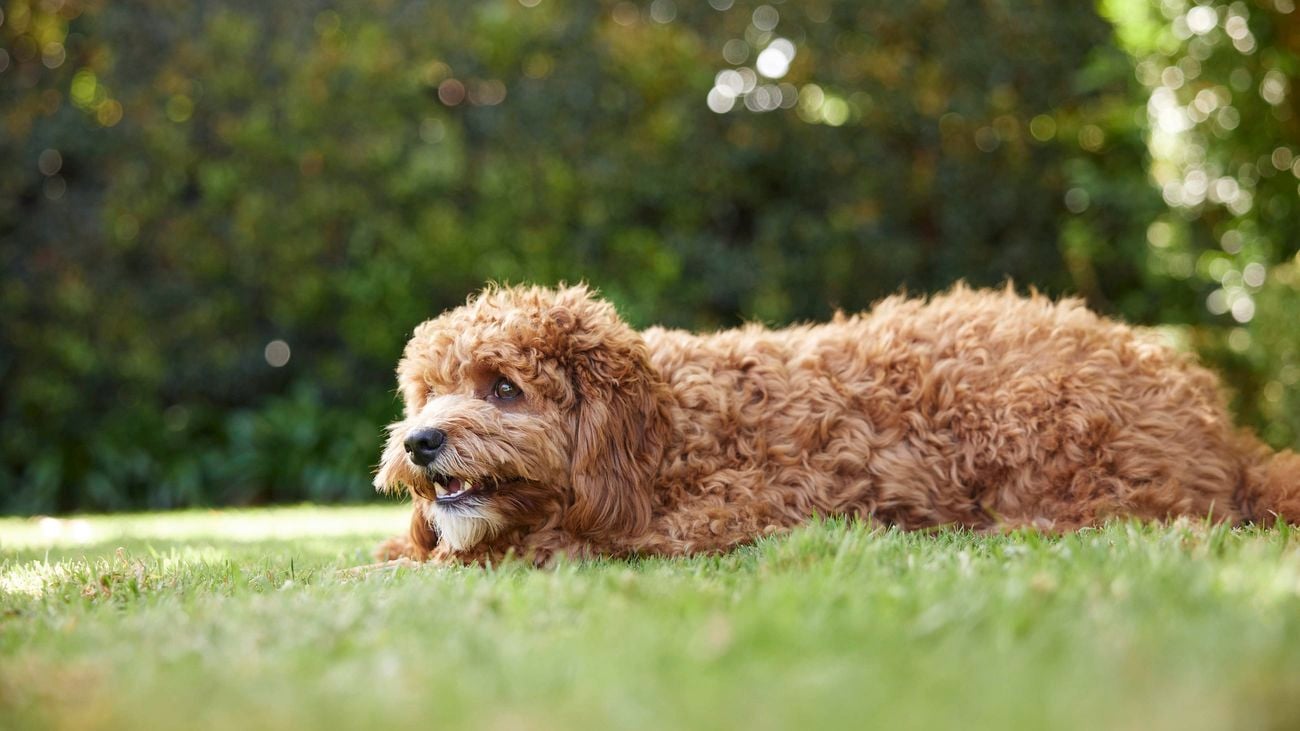 Brown, fluffy dog laying on green grass