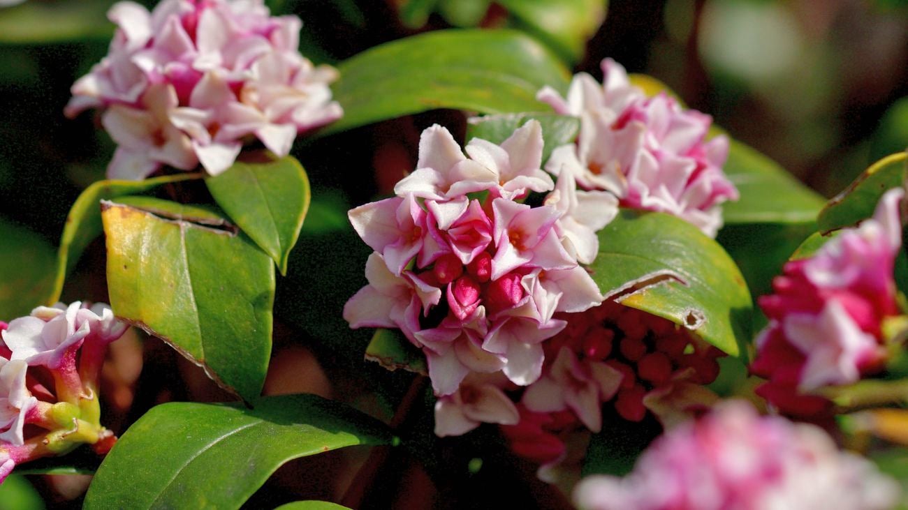 Close up of pink and white daphne flowers blooming