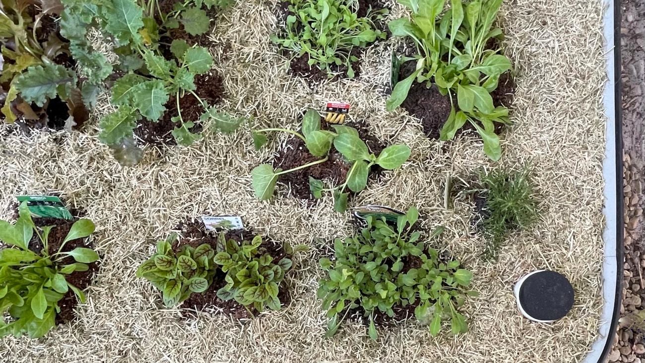 Wicking bed filled with plants, soil and mulch