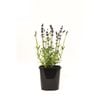 125mm Lavender English Blue - Lavandula angustifolia