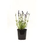 125mm Lavender English Blue - Lavandula angustifolia