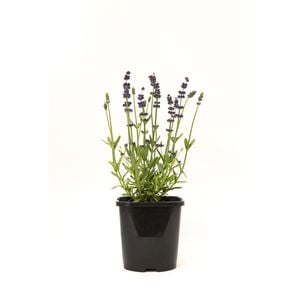 125mm Lavender English Blue - Lavandula angustifolia