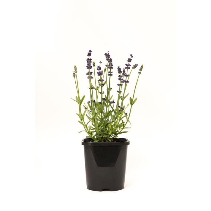125mm Lavender English Blue - Lavandula angustifolia