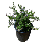 2L Rosemary Lockwood De Forest - Rosmarinus lockwood De Forest