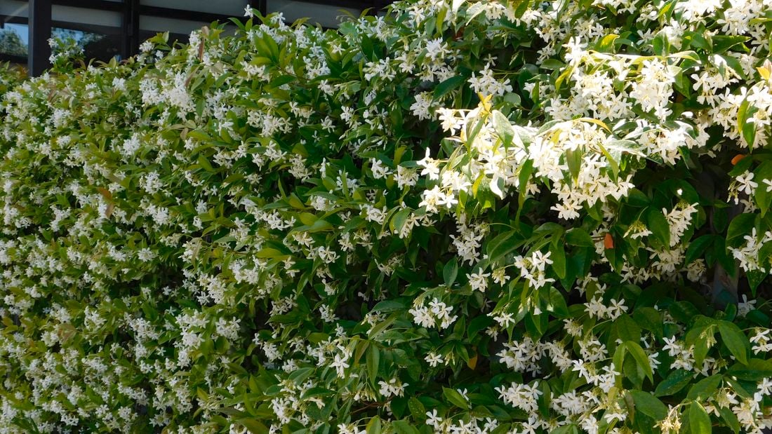 star jasmine hedge with flowers