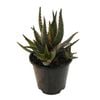 1.3L Aloe Fragilis Marlin - Aloe hybrid