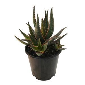 1.3L Aloe Fragilis Marlin - Aloe hybrid