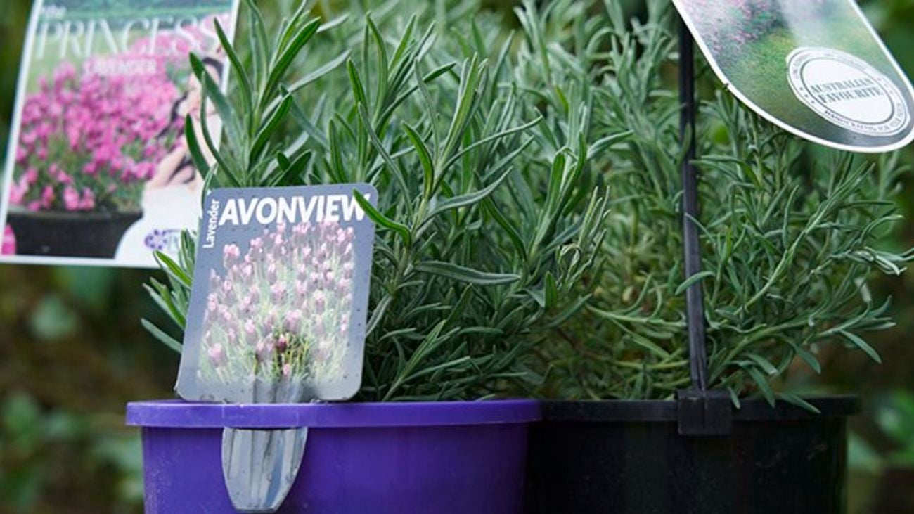 Small lavender plants in plastic pots