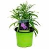 1.3L Phlox Greencourt Violet - Phlox subulata