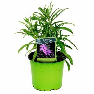 1.3L Phlox Greencourt Violet - Phlox subulata