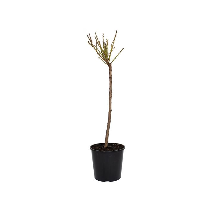 300mm 6L Plant Peach Honey Babe Dwarf