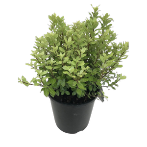 2.4L Pittosporum Little Burger - Pittosporum tenuifolium