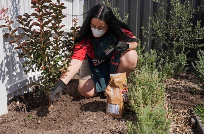 A woman applying fertilizer to the plant.