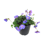 2.4L Geranium Rozanne - Geranium gerwat