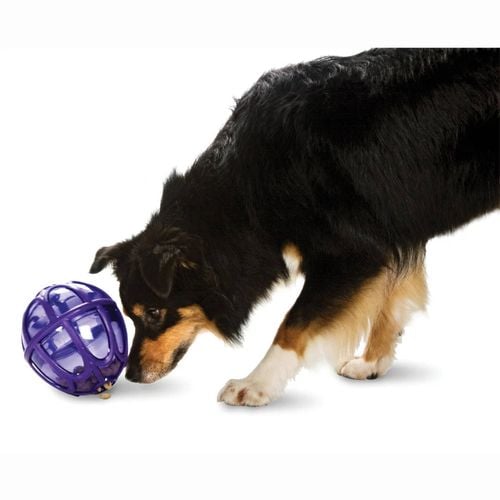 Busy buddy kibble nibble feeder ball best sale