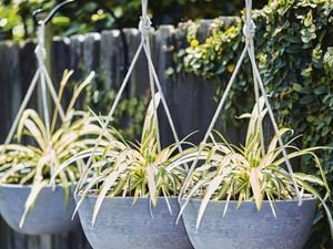 Spider plant hanging in pot