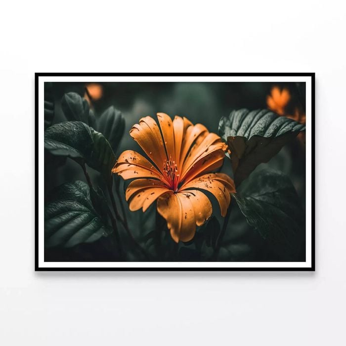 Close-up of an Orange Blossom  Print 100% Australian Made 120x90cm  (Poster)