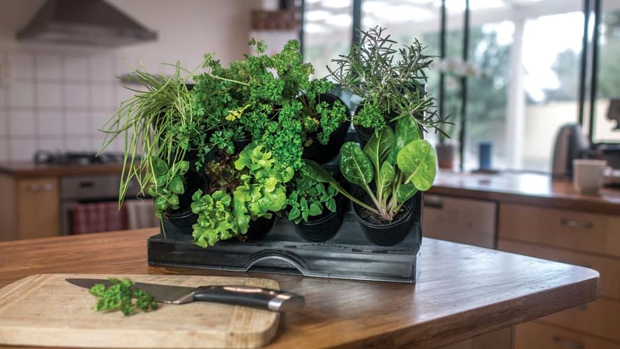 Holman Benchtop Greenwall Garden - 2941495