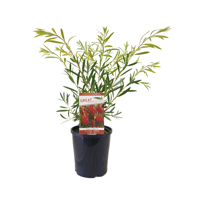 140mm Callistemon Kings Park Special - Callistemon citrinus Viminalis