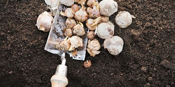 plant bulbs sitting on soil