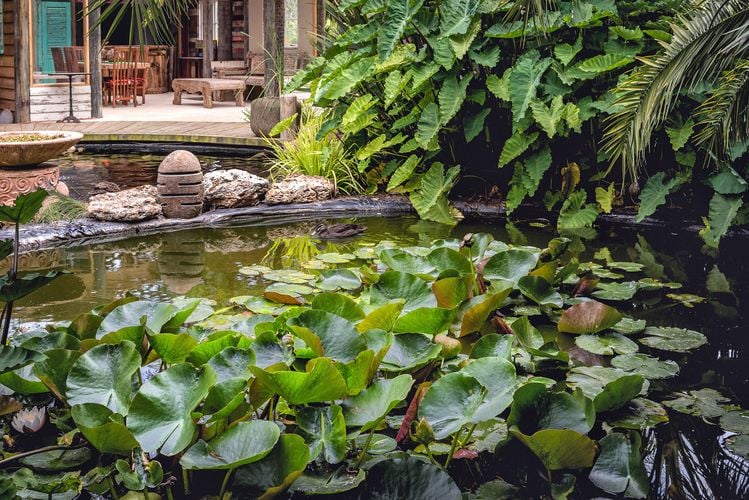Pond with lilies in backyard