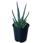 1.9L Aloe Vera - Aloe