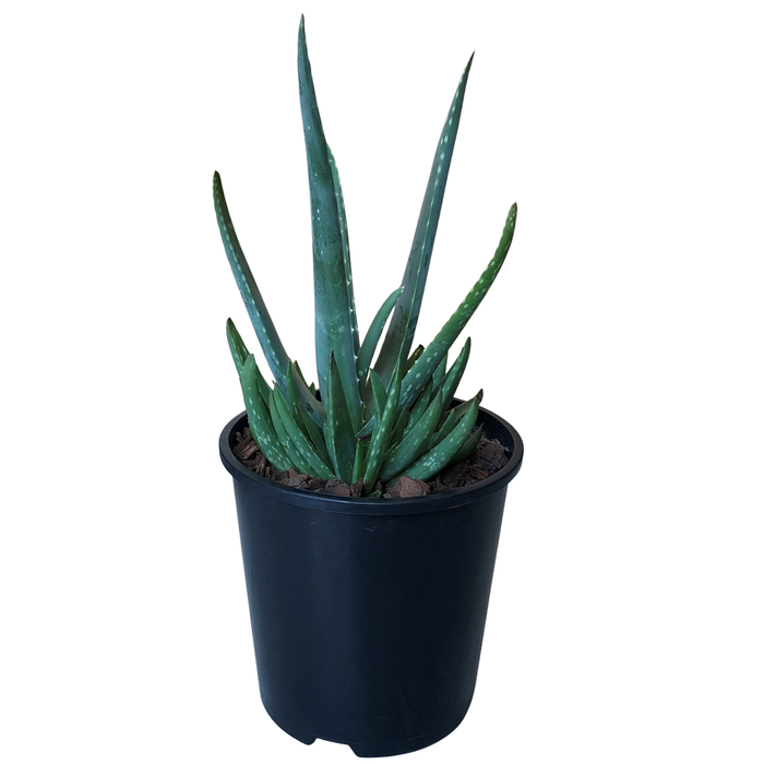 1.9L Aloe Vera - Aloe