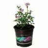 140mm Nemesia Lavender Mist - Nemesia