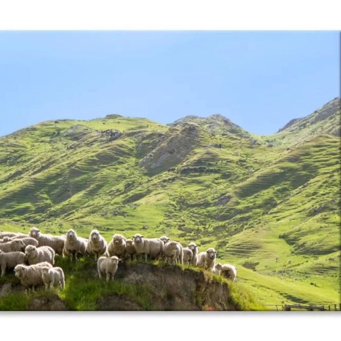 Flock Of Sheep Standing New Zealand  Print 100% Australian Made 120 x 90cm  (Stretched)