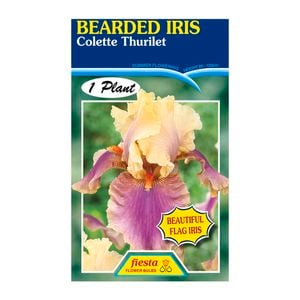 Fiesta Flower Bulbs Iris Germanica Collette Thurilet Bulb