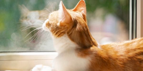 The back of a ginger and white cat’s head and body looking out a window