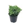 170mm Blue Star Juniper - Juniperus squamata