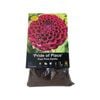 Yarra Valley Bulbs Dahlia Pride Of Place - 1 Pack