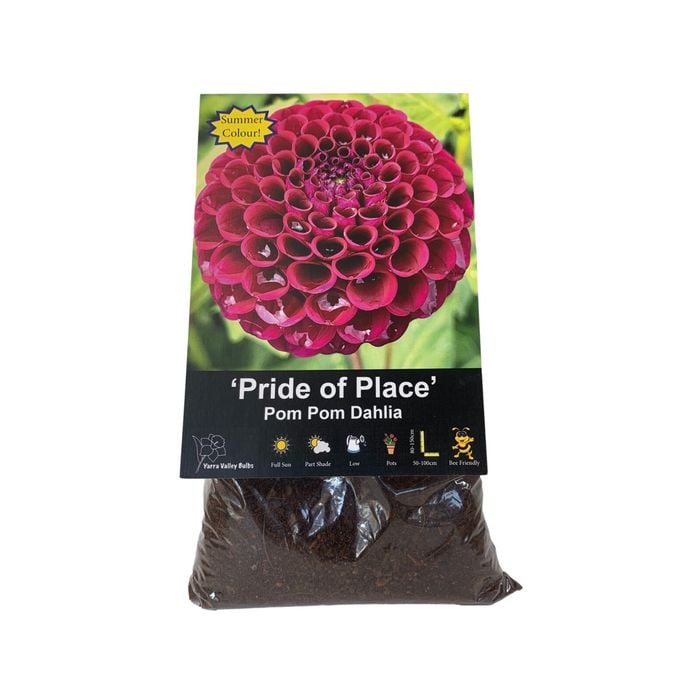 Yarra Valley Bulbs Dahlia Pride Of Place - 1 Pack