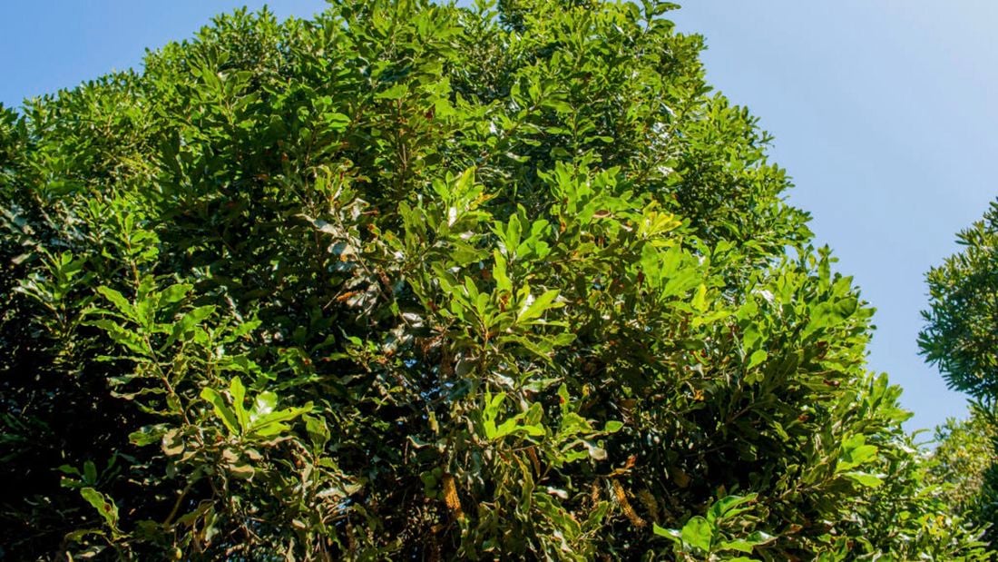A macadamia nut tree with bright green foliage beneath a blue sky.