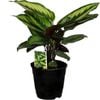 120mm Prayer Plant - Calathea ornata Beautiful Star