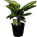 120mm Prayer Plant - Calathea ornata Beautiful Star
