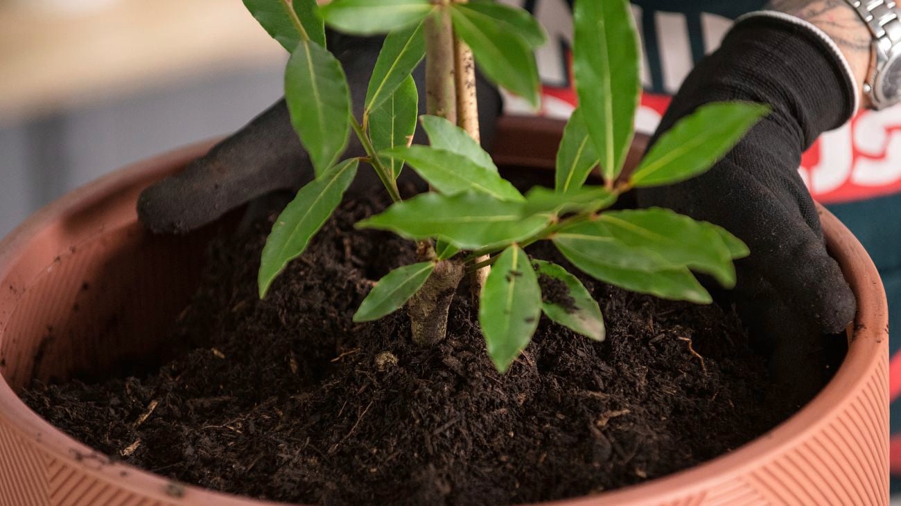 Plant Bay Leaf Trees