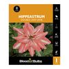 Bloomin Bulbs Hippeastrum Double Lady Jane - 1 Pack