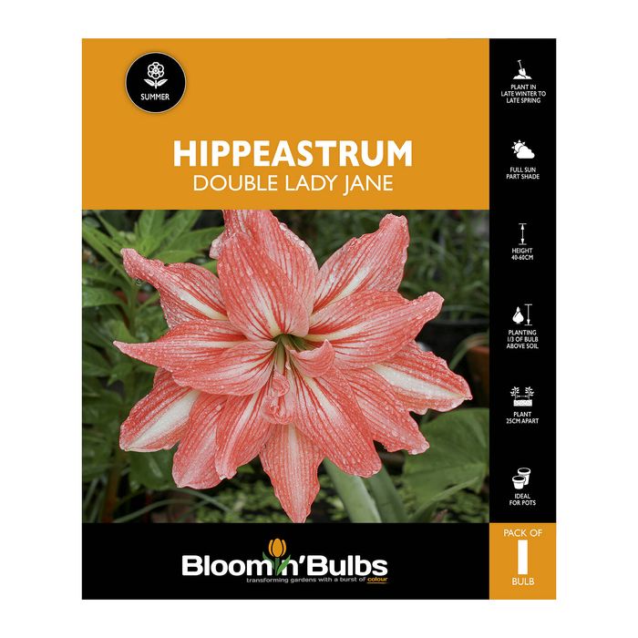 Bloomin Bulbs Hippeastrum Double Lady Jane - 1 Pack
