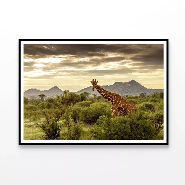 Giraffe Walking Through Field  Print 100% Australian Made 120x90cm  (Poster)