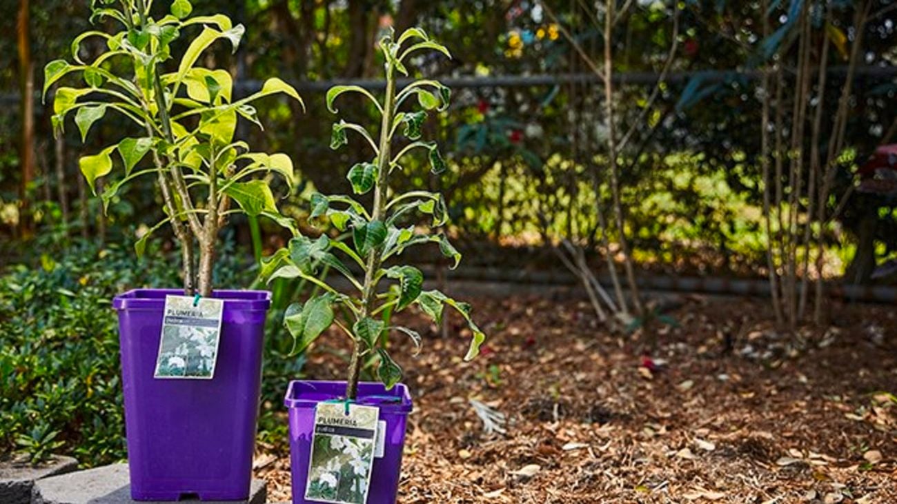 Two plumeria plants in purple plastic pots