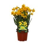 12cm Daffodil Tete-A-Aete - Narcissus pseudonarcissus