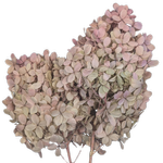 Blooms of Joy 40cm Soft Pink Hydrangea Preserved