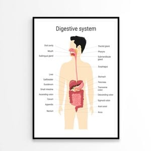 Digestive System of Human with Labels  Print 100% Australian Made 60x90cm  (Poster)