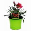 130mm African Daisy - Gazania Green Ice