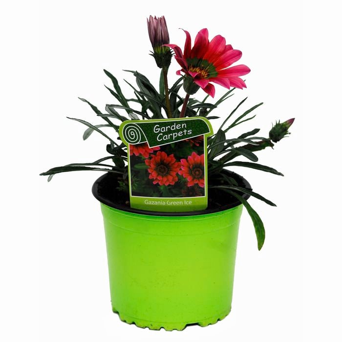 130mm African Daisy - Gazania Green Ice