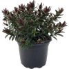 2.4L Hebe Pretty N Pink - Hebe cultivar