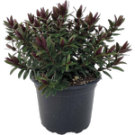 2.4L Hebe Pretty N Pink - Hebe cultivar